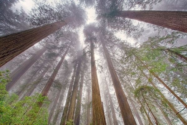 Jones, Adam 아티스트의 Fisheye view skyward in redwood forest-Redwood National Park-Tree-Redwood작품입니다.